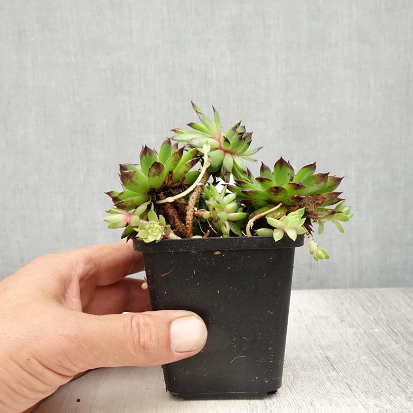 Sempervivum tectorum 8/9 cm pot sample as delivered in summer