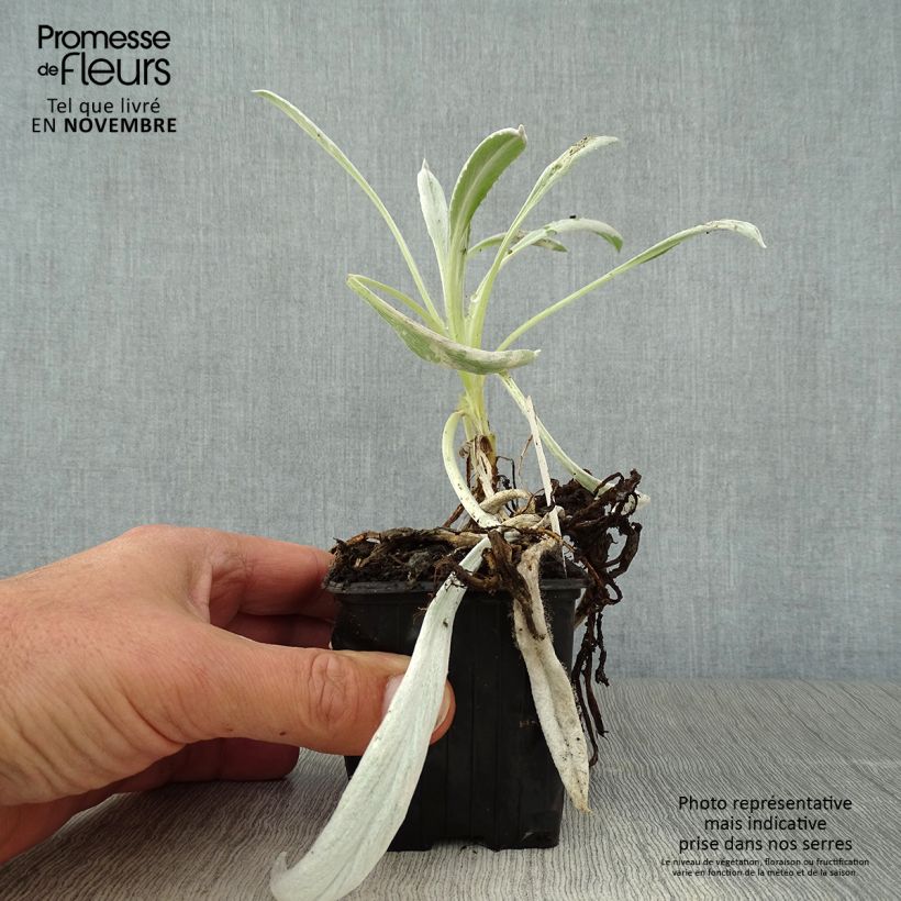 Senecio Donkeys Ears 8/9 cm pot sample as delivered in autumn