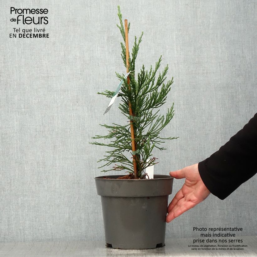 Sequoiadendron giganteum Glaucum 4L/5L pot sample as delivered in autumn