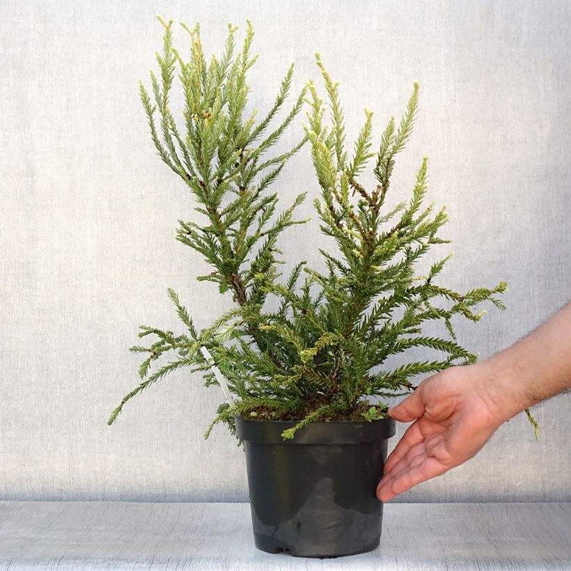 Sequoia sempervirens Adpressa 3L/4L pot sample as delivered in summer
