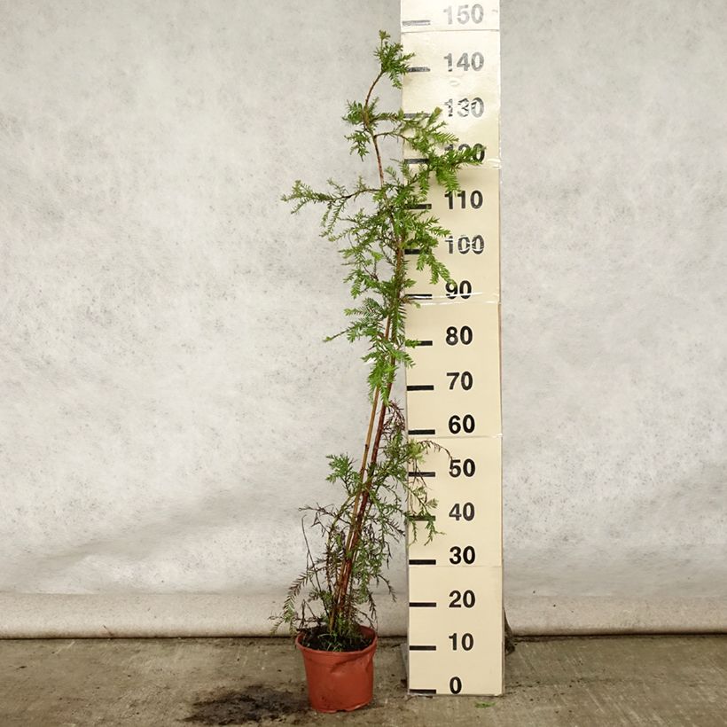 Sequoia sempervirens - Yew-leaved sequoia 3L/4L pot sample as delivered in summer