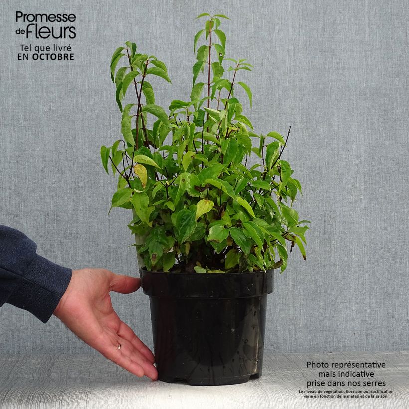 Philadelphus  virginalis Albâtre - Mock Orange 3L/4L pot sample as delivered in autumn