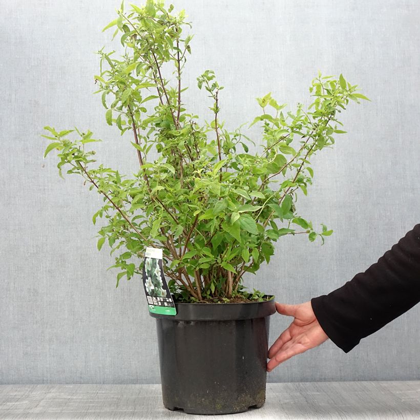 Philadelphus  virginalis Albâtre - Mock Orange 7.5L/10L pot sample as delivered in spring