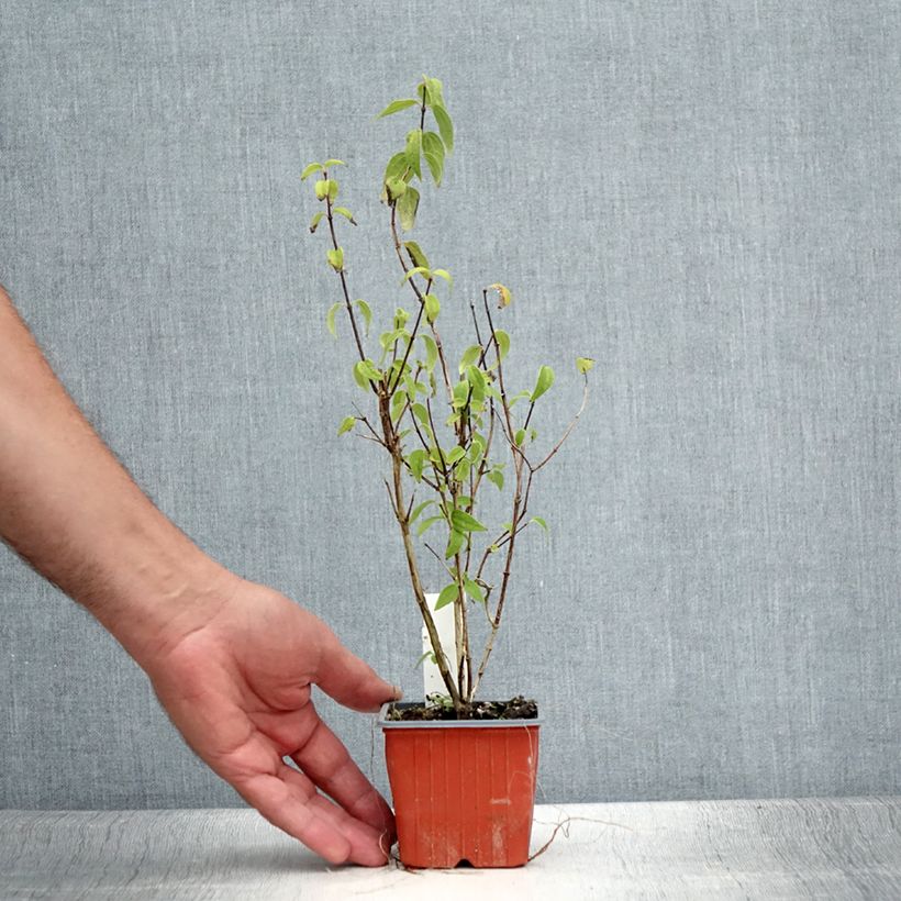 Philadelphus lemoinei - Mock Orange 8/9 cm pot sample as delivered in summer