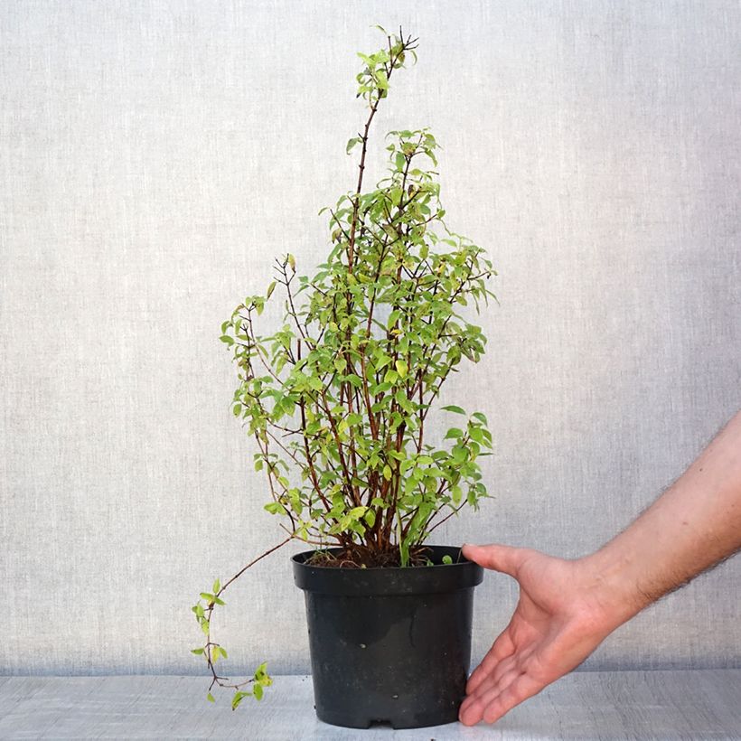 Philadelphus lemoinei - Mock Orange 3L/4L pot sample as delivered in summer