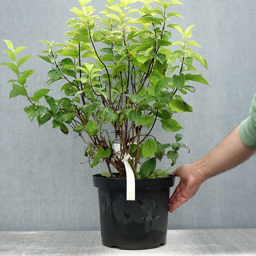 Philadelphus coronarius Aureus - Mock Orange 7.5L/10L pot sample as delivered in summer