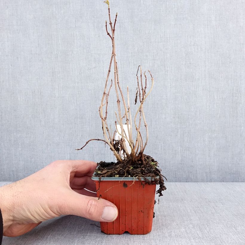 Philadelphus coronarius Aureus - Mock Orange 8/9 cm pot sample as delivered in winter