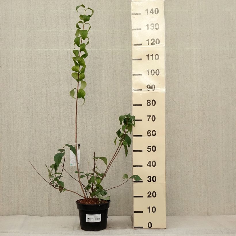 Philadelphus coronarius Godzisz - Mock Orange 4L/5L pot sample as delivered in autumn