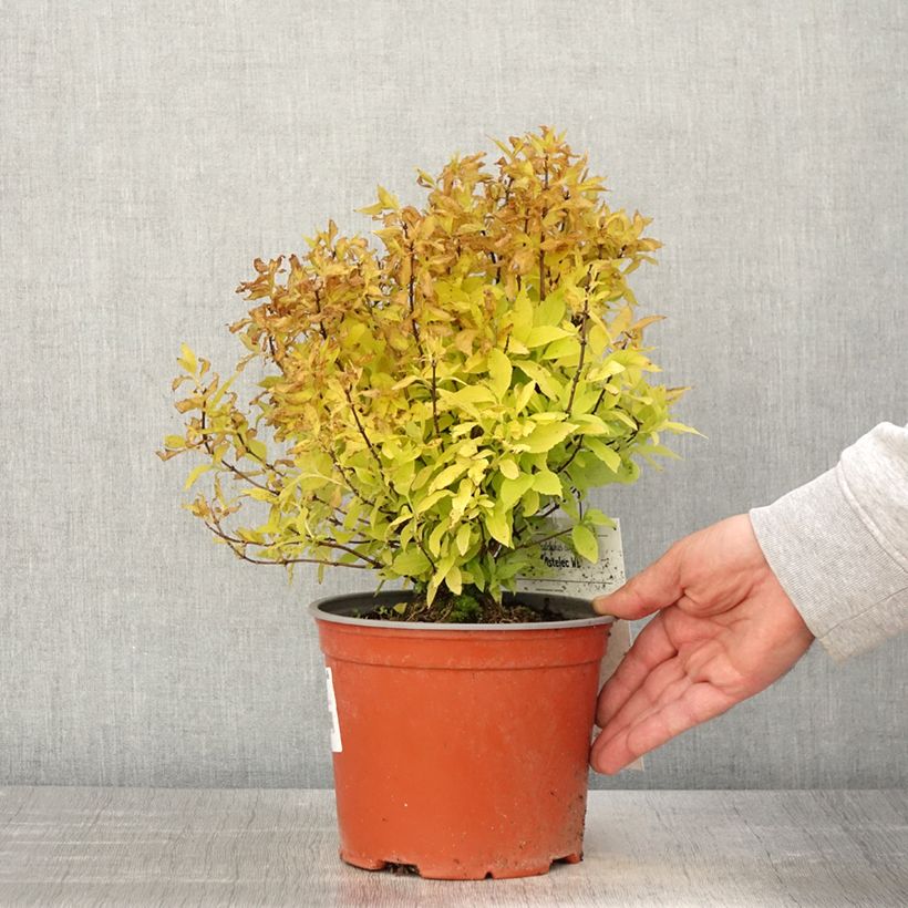 Philadelphus coronarius Kostelec WB - Mock Orange 3L/4L pot 20/30cm sample as delivered in spring