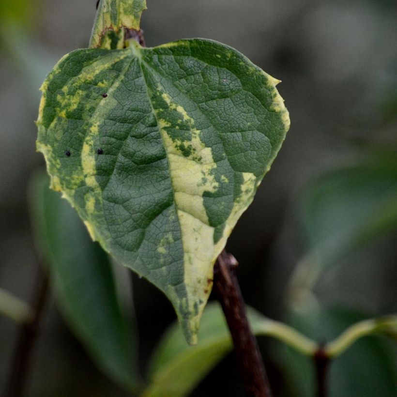 Philadelphus Innocence - Mock Orange (Foliage)