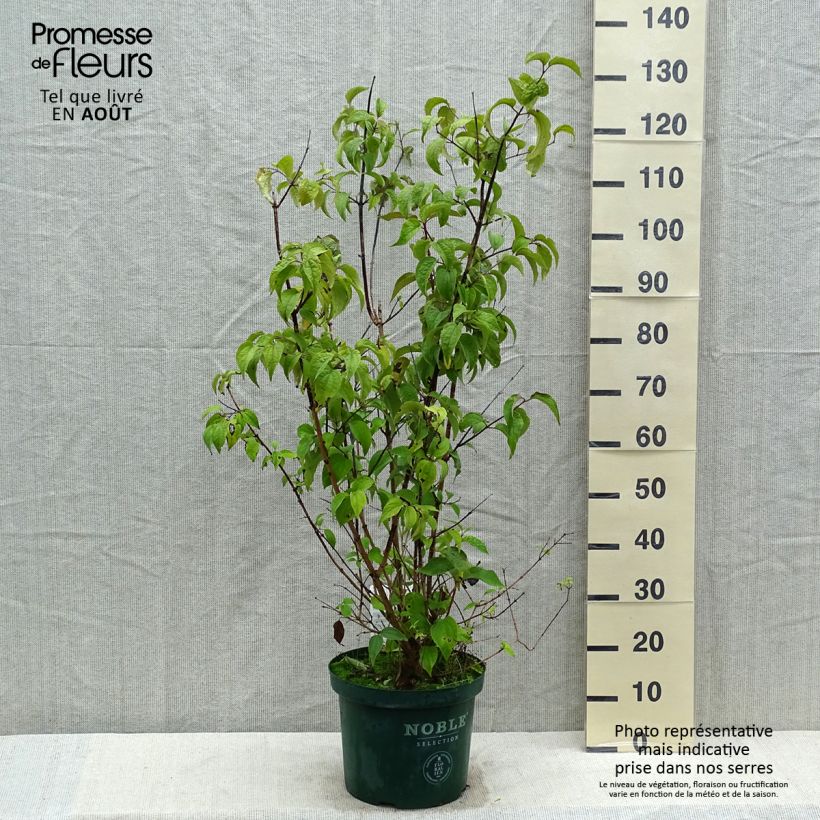 Philadelphus Starbright - Mock Orange 7.5L/10L pot sample as delivered in summer