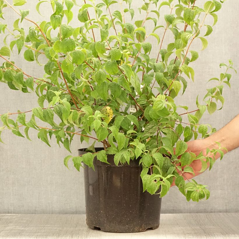 Philadelphus  Beauclerk 7.5L/10L pot sample as delivered in summer