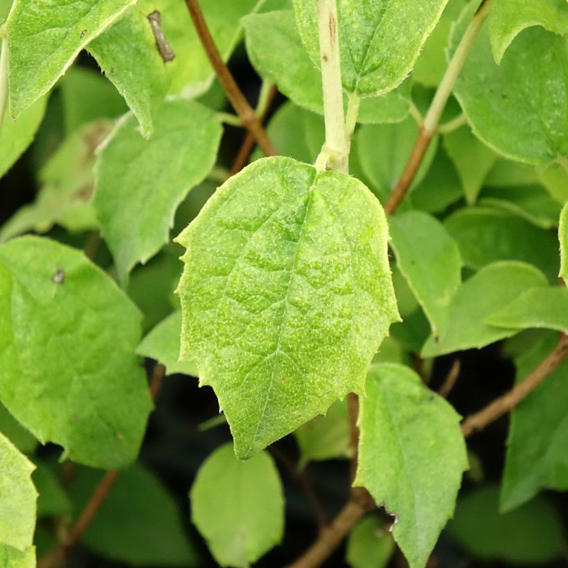 Philadelphus Frosty Morn - Mock Orange (Foliage)