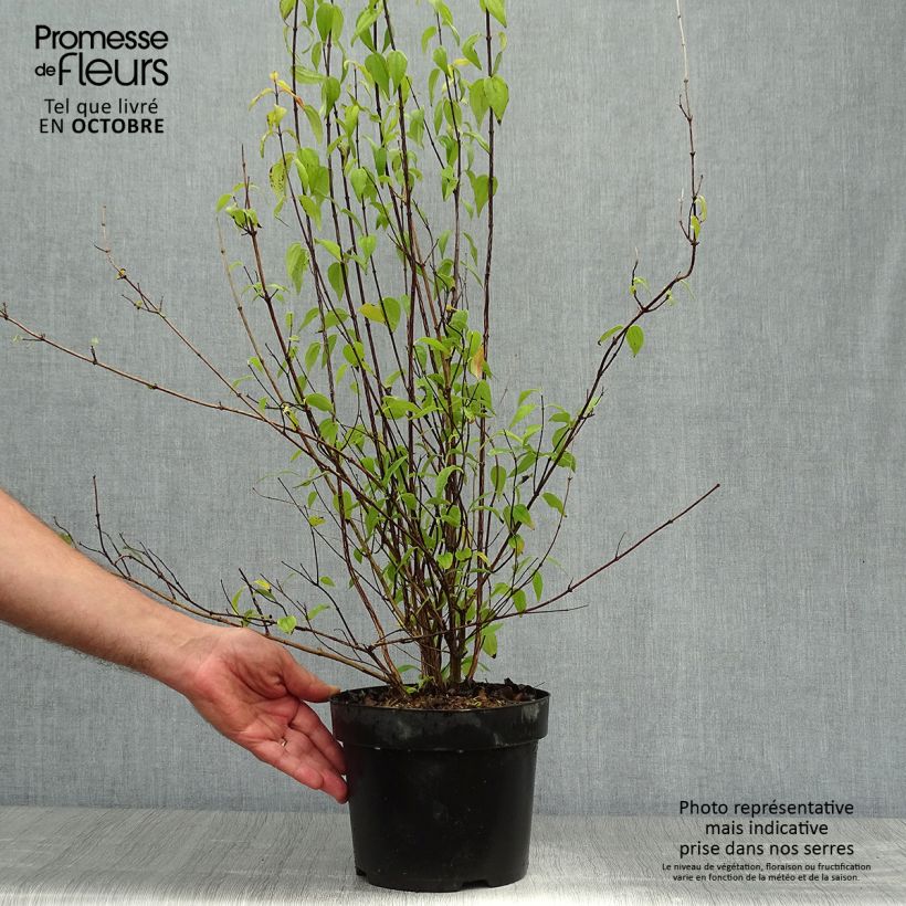 Philadelphus polyanthus Mont Blanc - Mock Orange 3L/4L pot sample as delivered in autumn