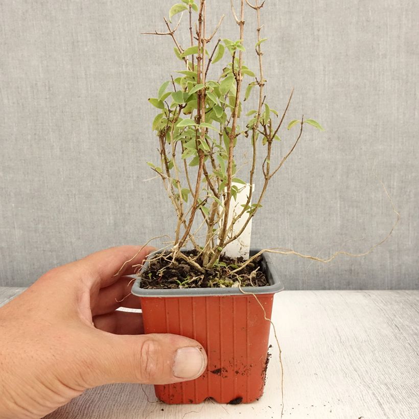 Philadelphus lemoinei Silberregen - Mock Orange 8/9 cm pot sample as delivered in summer