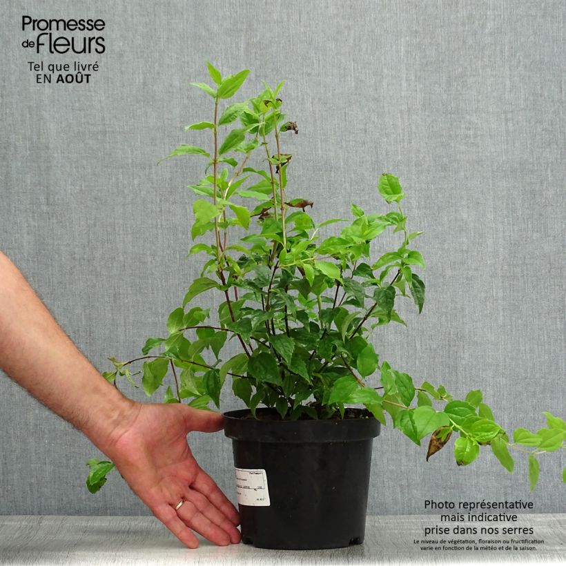 Philadelphus Snowbelle - Mock Orange 2L/3L pot sample as delivered in summer