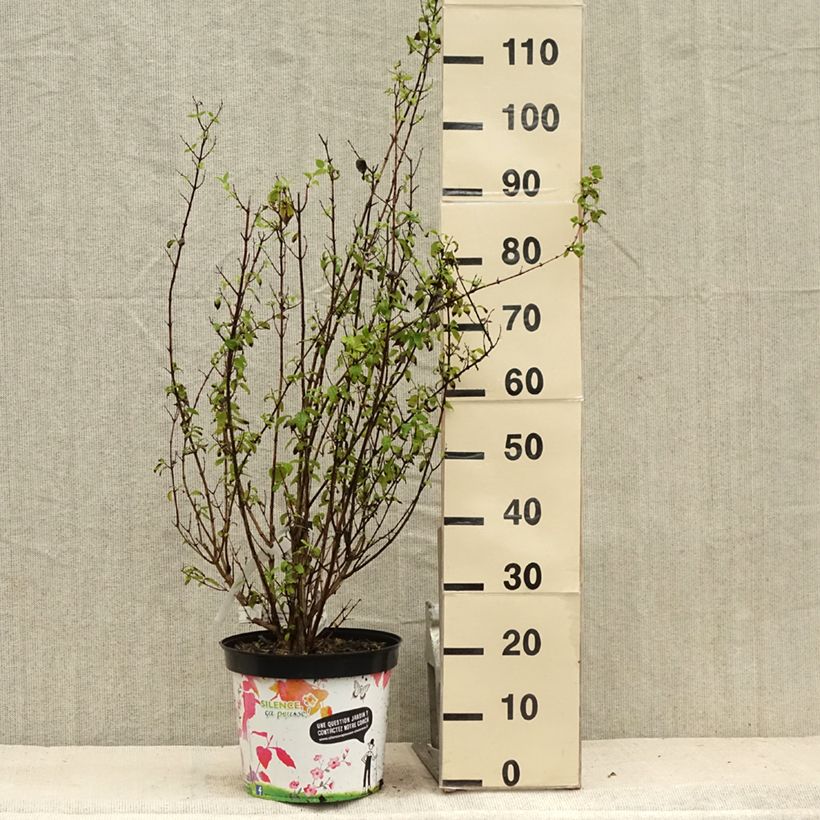 Philadelphus Snowbelle - Mock Orange 7.5L/10L pot sample as delivered in summer