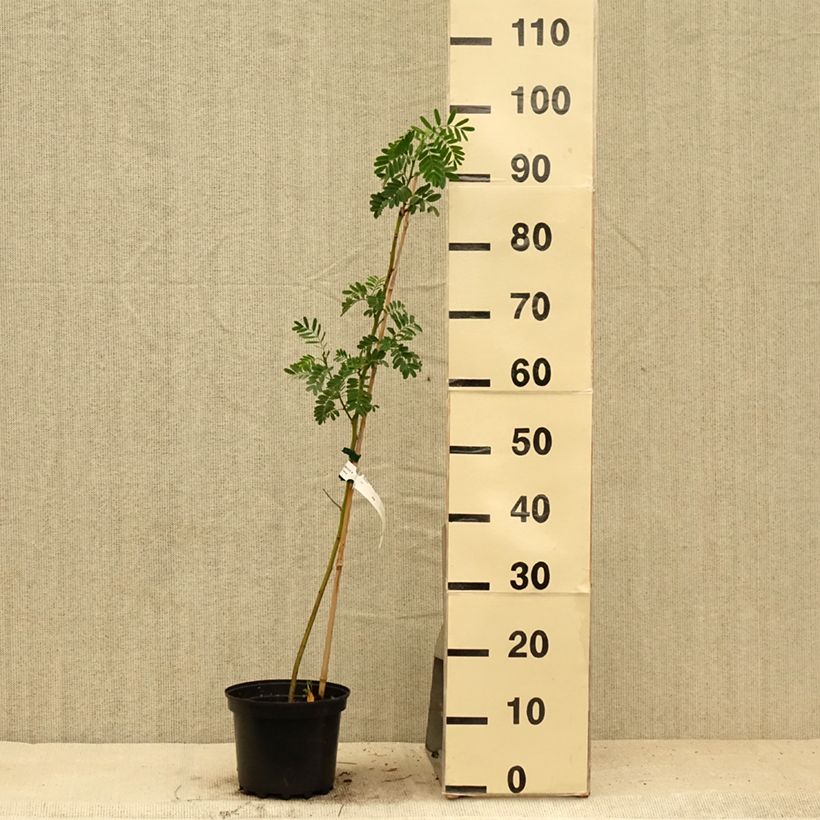 Sesbania punicea 2L/3L pot sample as delivered in summer