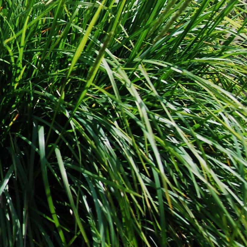 Sesleria autumnalis (Foliage)