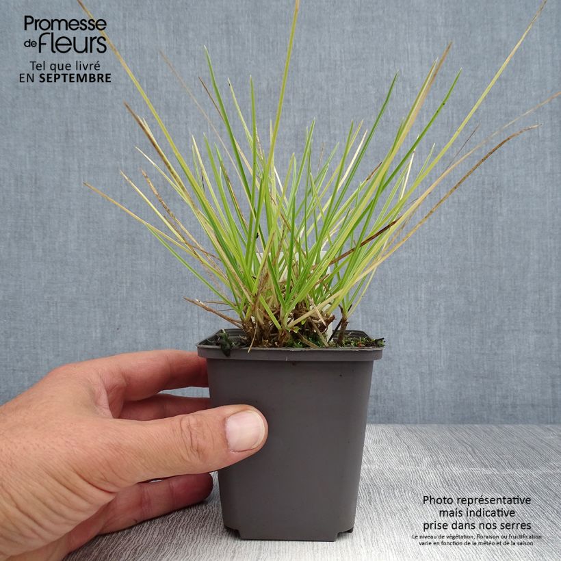 Sesleria autumnalis 8/9 cm pot sample as delivered in summer