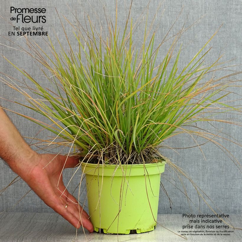 Sesleria heufleriana 2L/3L pot sample as delivered in summer