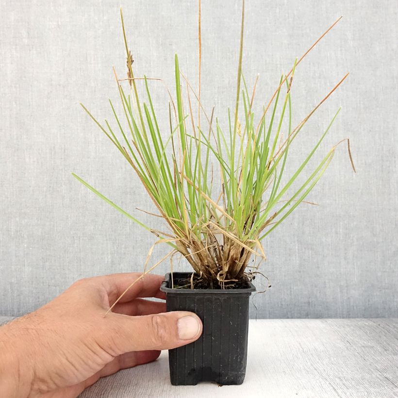 Sesleria sadleriana  8/9 cm pot sample as delivered in summer
