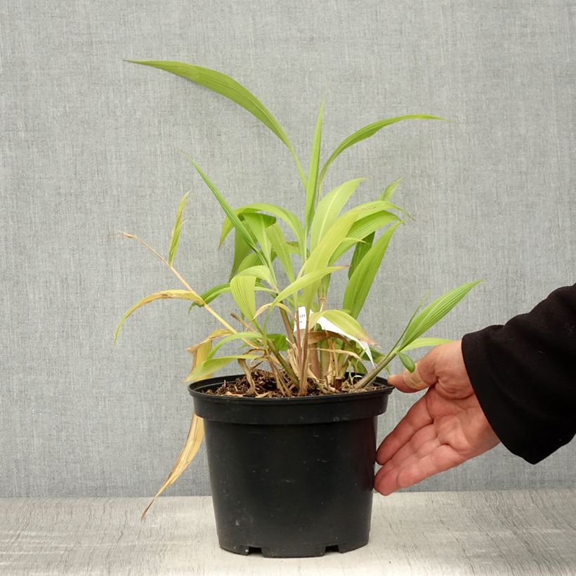 Setaria palmifolia 2L/3L pot sample as delivered in summer