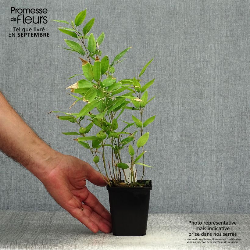 Shibataea kumasaca - Dwarf Bamboo 8/9 cm pot sample as delivered in autumn