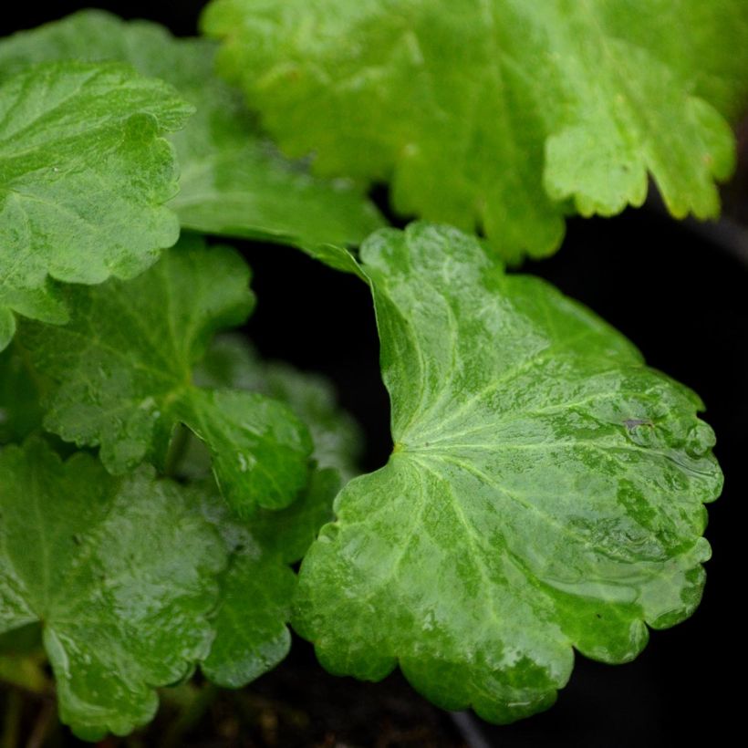 Sidalcea malviflora Elsie Heugh (Foliage)