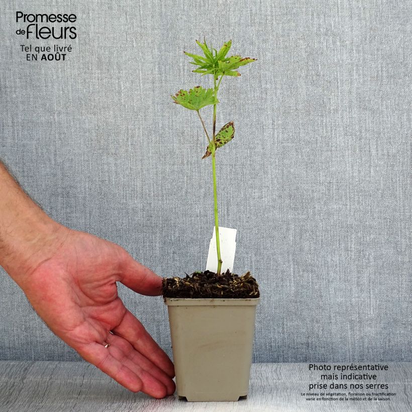 Sidalcea oregana Brilliant 8/9 cm pot sample as delivered in summer