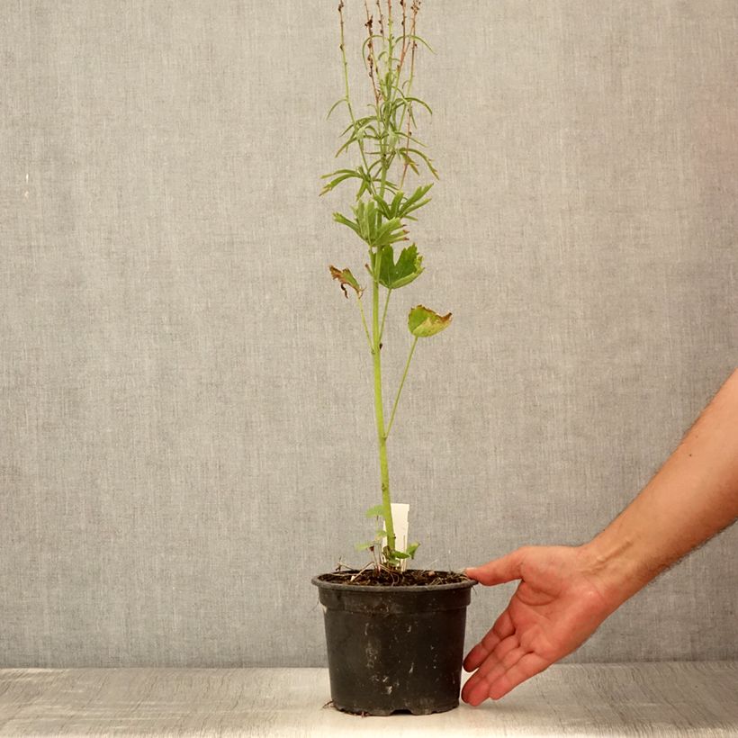 Sidalcea oregana Brilliant 2L/3L pot sample as delivered in summer