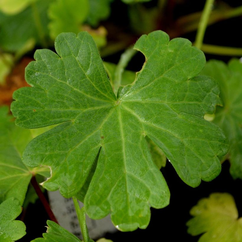 Sidalcea candida (Foliage)