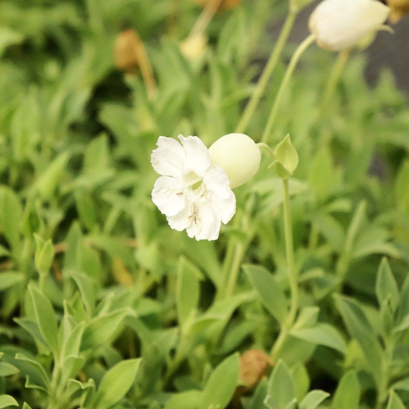 Silene uniflora Weisskehlchen (Flowering)