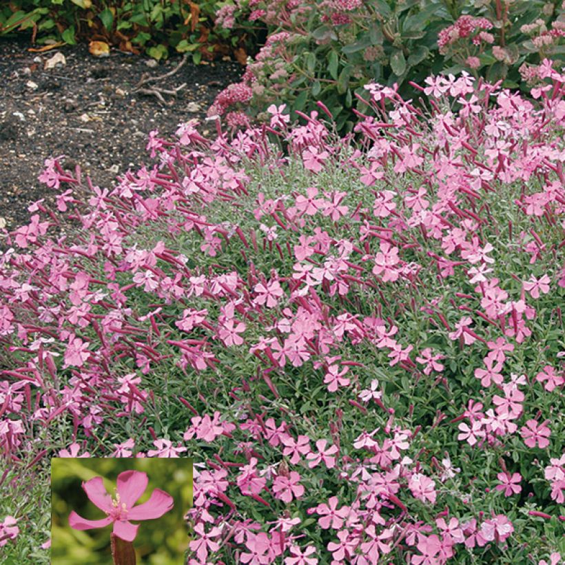 Silene schafta Splendens (Flowering)