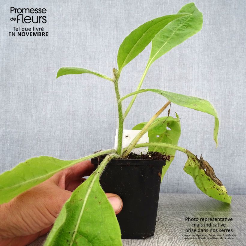 Silphium mohrii 8/9 cm pot sample as delivered in autumn