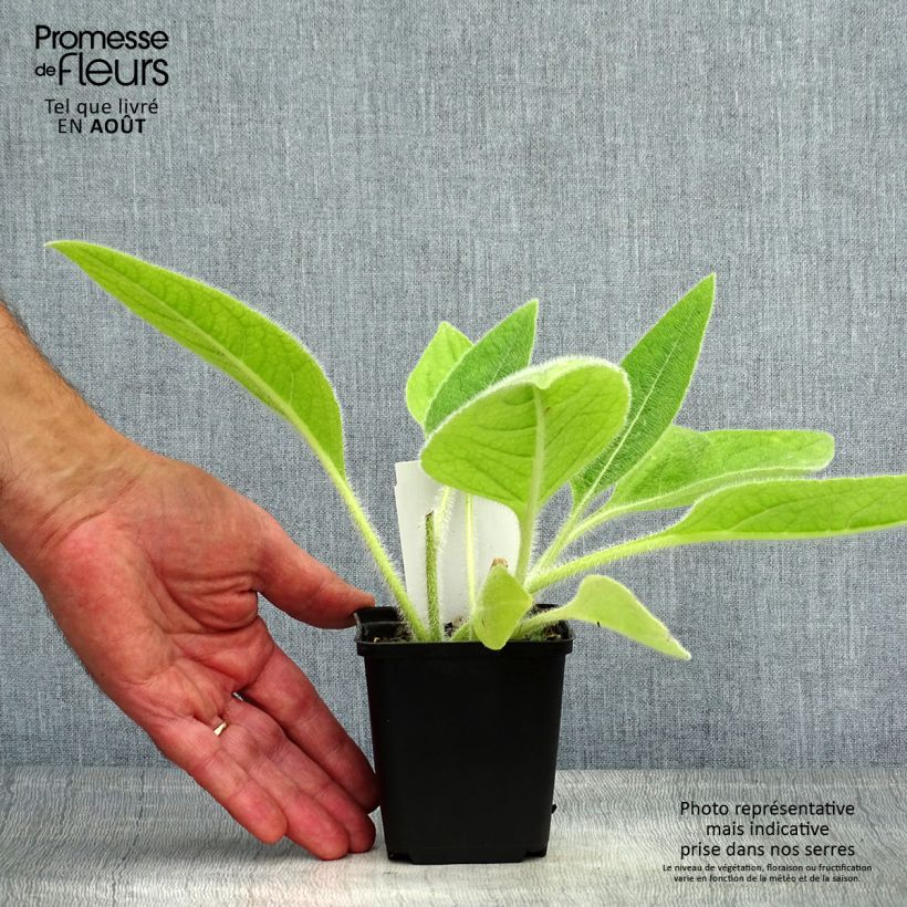 Silphium mohrii 8/9 cm pot sample as delivered in summer