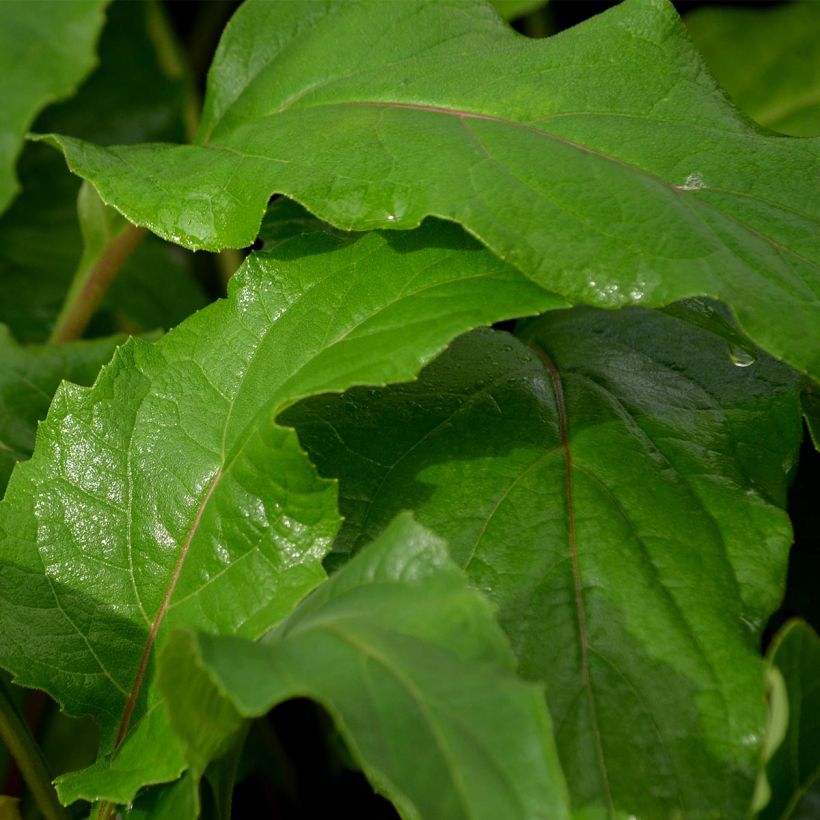 Silphium perfoliatum (Foliage)