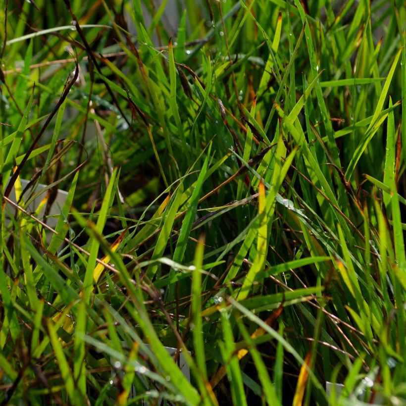 Sisyrinchium bellum (Foliage)