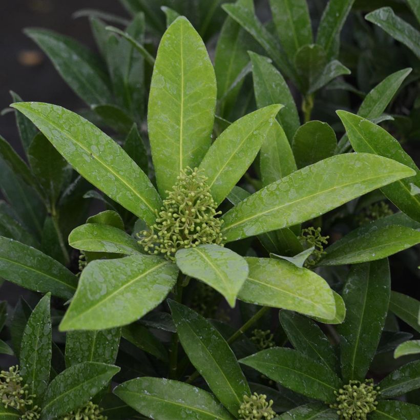 Skimmia japonica Kew Green (Foliage)