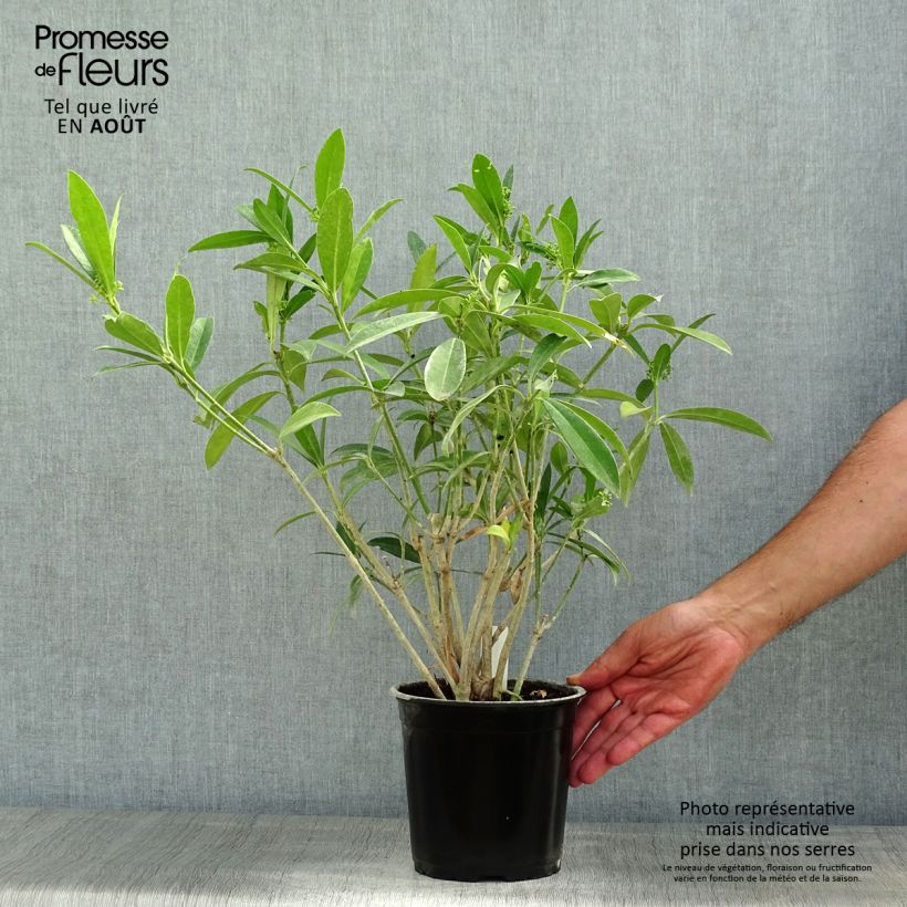 Skimmia japonica Kew Green 2L/3L pot sample as delivered in summer