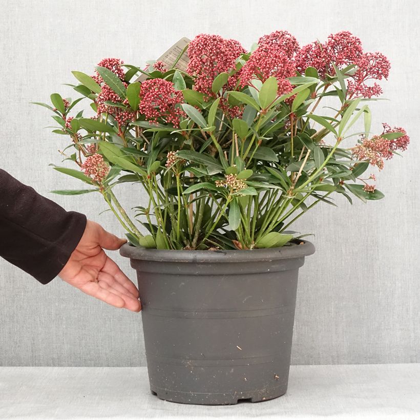 Skimmia japonica Rubella 7.5L/10L pot sample as delivered in winter