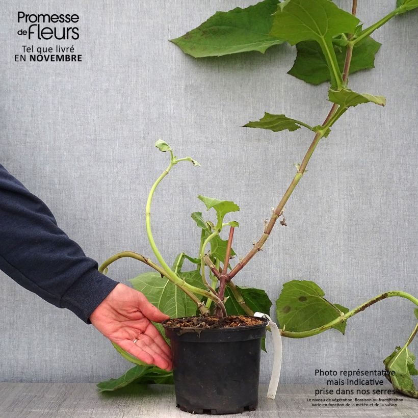 Smallanthus sonchifolius Red Yacon - Earth Pear 3L/4L pot sample as delivered in autumn
