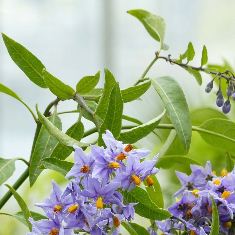 Solanum crispum Glasnevin (Foliage)