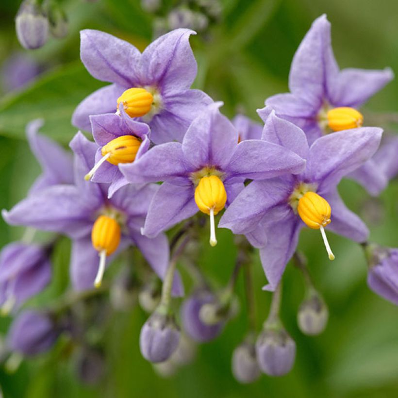 Solanum crispum Glasnevin (Flowering)