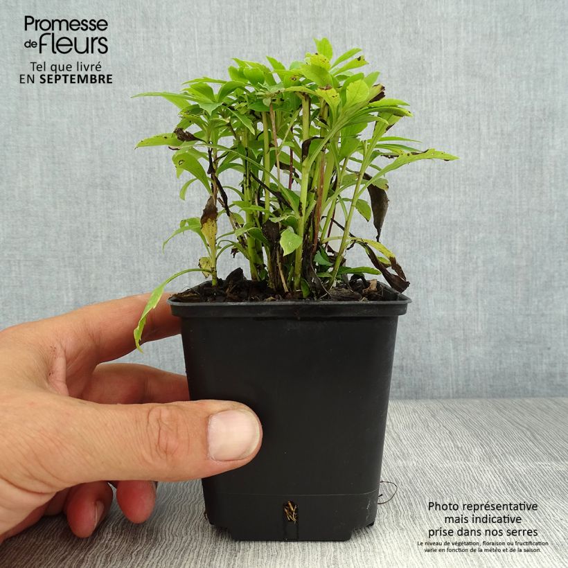 Solidago canadensis Golden Baby 8/9 cm pot sample as delivered in summer