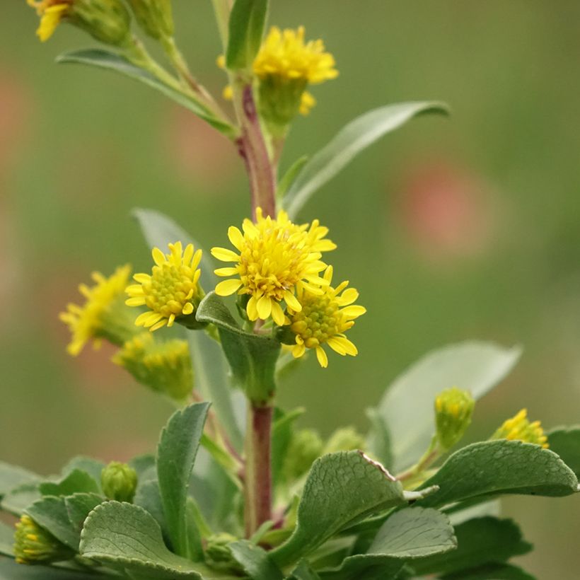 Solidago cutleri (Flowering)