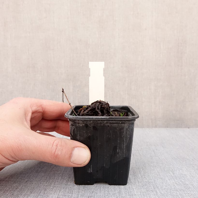 Solidago cutleri  8/9 cm pot sample as delivered in winter