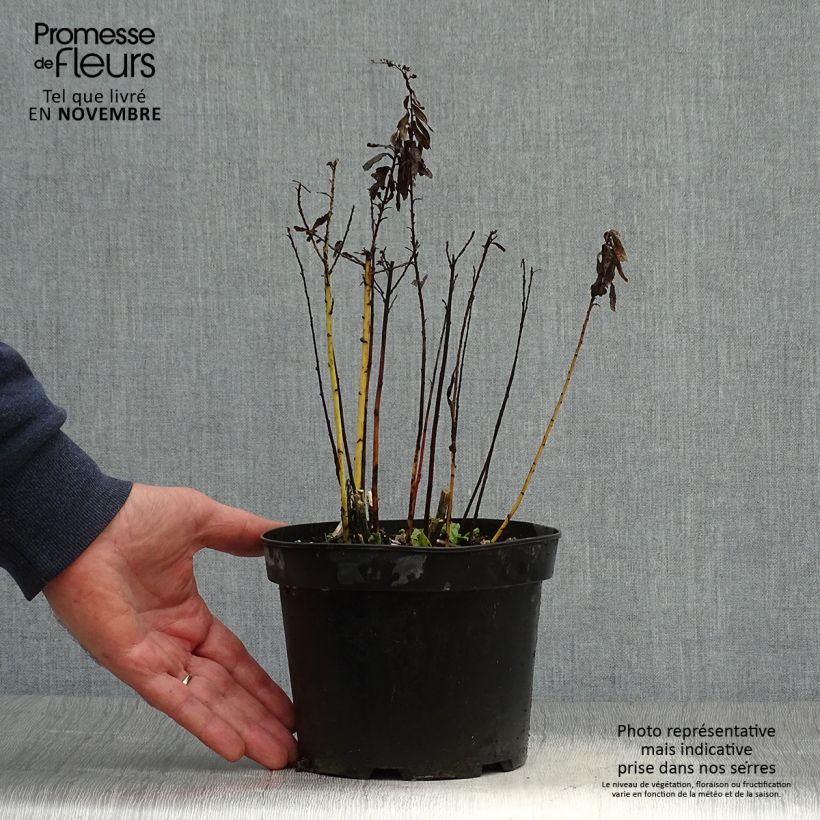 Solidago canadensis Gold King 2L/3L pot sample as delivered in autumn