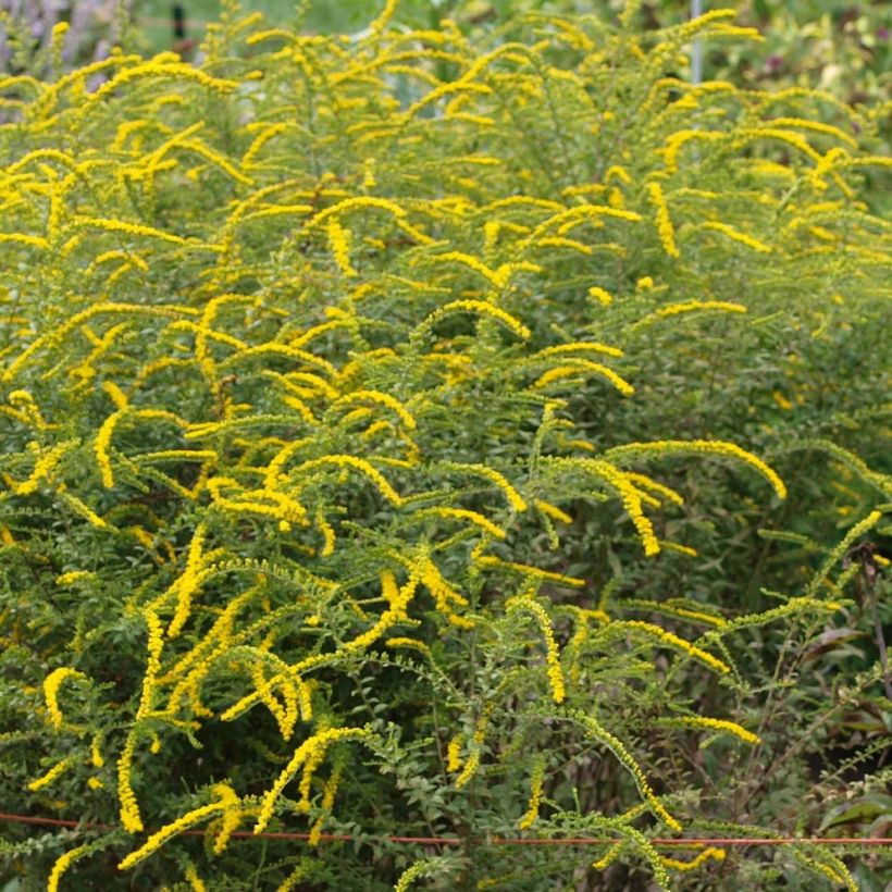 Solidago rugosa Fireworks (Flowering)