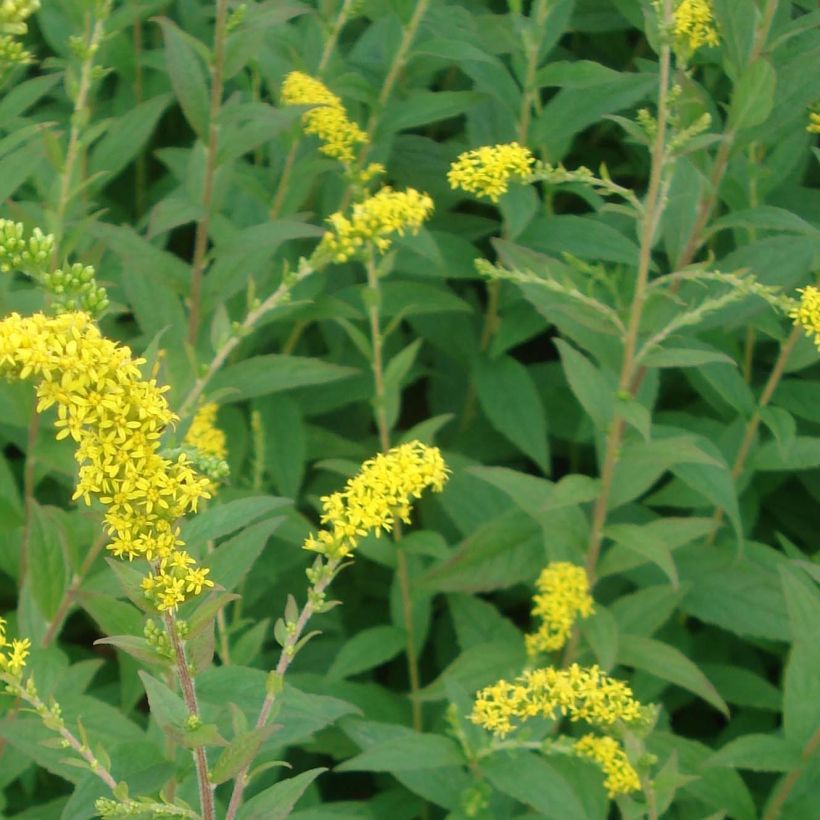 Solidago rugosa Fireworks (Foliage)